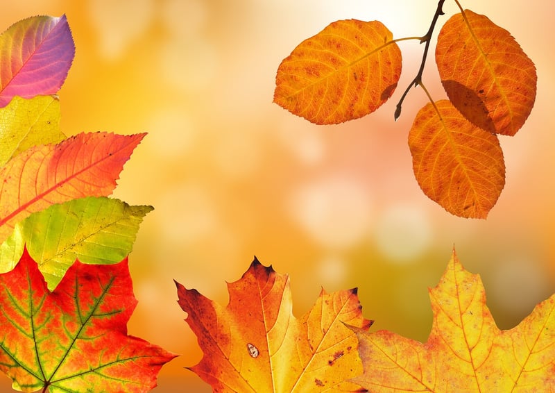 Forest Clearing in Autumn