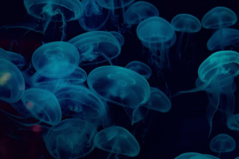Underwater Kingdom